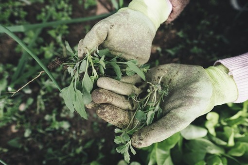 Coronavirus, i giardinieri chiedono di poter lavorare: "Nessun problema nel mantenere le precauzioni, e non graveremmo sulle casse dello Stato"