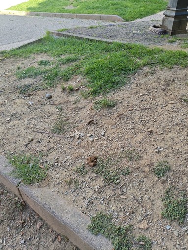 “È davvero riprovevole che non ci siano costanti monitoraggi per migliorare la situazione che versa in queste condizioni da anni” “È davvero riprovevole che non ci siano costanti monitoraggi per migliorare la situazione che versa in queste condizioni da anni”