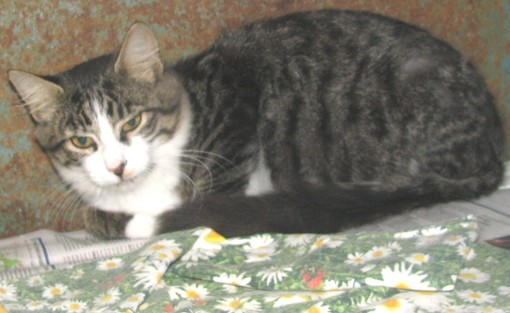 Varazze, i volontari dell'Enpa salvano gattino investito da un'auto