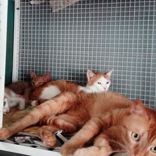 Varazze, proprietario sfrattato, gattini rimangono senza casa: intervento di Enpa