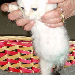 Varazze: sabato raccolta di cibo per il gattile di Albissola