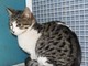 Gattina smarrita ad Albisola cerca i suoi padroni