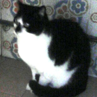 Non ha i soldi per comprare il cibo al suo gatto, l'appello dell'Enpa: "Aiutiamolo"