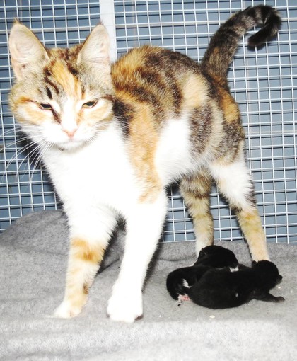 Savona, cucciolata di micini abbandonata trova una nuova mamma gatta