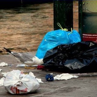 Savona: donna beccata in testa da un gabbiano "killer"