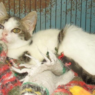 L'appello dell'Enpa: "Gatta cerca casa"