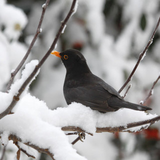 Brrr....giovedì, venerdì e sabato tornano i “giorni della merla”, il periodo più freddo dell'anno