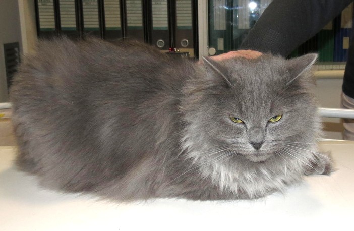 Appello di solidarietà: ritrovato un gatto maschio a Millesimo Appello di solidarietà: ritrovato un gatto maschio a Millesimo