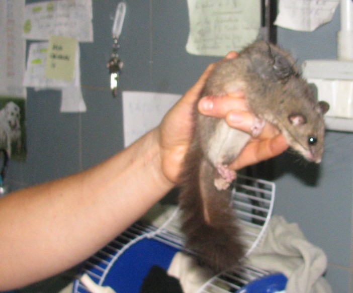 L'Enpa denuncia: i bracconieri della 'ndrangheta e la strana moria di ghiri in Valbormida L'Enpa denuncia: i bracconieri della 'ndrangheta e la strana moria di ghiri in Valbormida