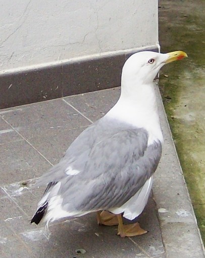 Savona: allarme Enpa "E' tornato il cecchino in Piazza del Popolo" Savona: allarme Enpa "E' tornato il cecchino in Piazza del Popolo"