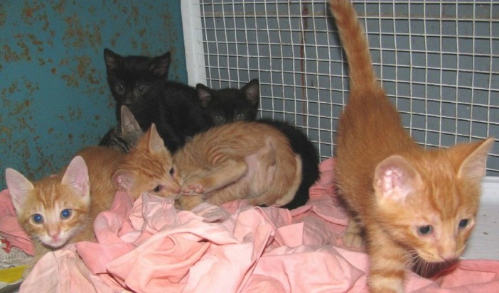 Varazze: gatti abbandonati in una scatola