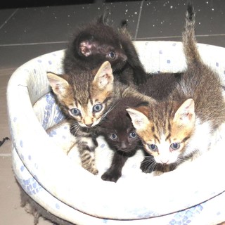 Savona, quattro gattini cercano una nuova mamma