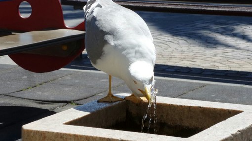 Finale Ligure: gabbiani sempre più "di città"