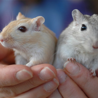 Piccoli gerbilli cercano casa