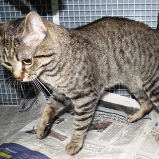 Chi ha perduto (o abbandonato) questo affettuosissimo gattone?