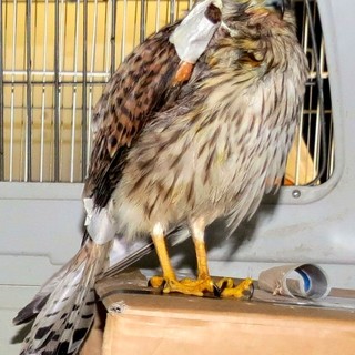 Albisola Superiore, gheppio ferito ad un'ala salvato dall'Enpa