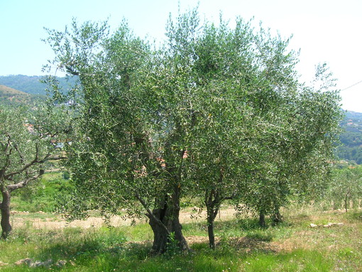 La riduzione dell'impatto ambientale in olivicoltura e il miglioramento della qualità dell'olio La riduzione dell'impatto ambientale in olivicoltura e il miglioramento della qualità dell'olio