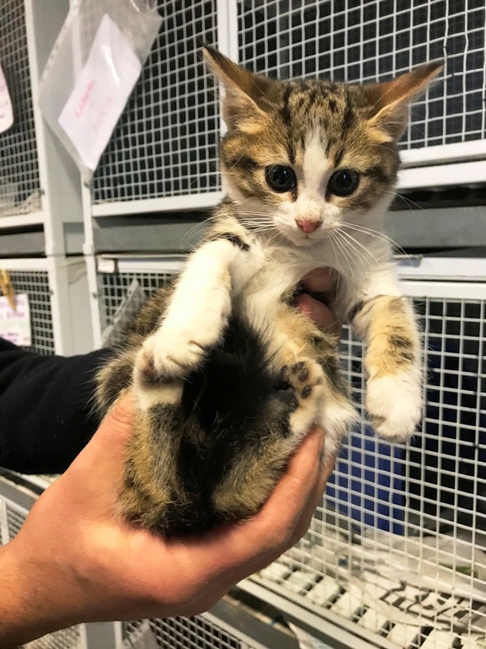 "A Natale non tutti sono buoni", i volontari dell'Enpa salvano 4 gattini abbandonati a Varazze