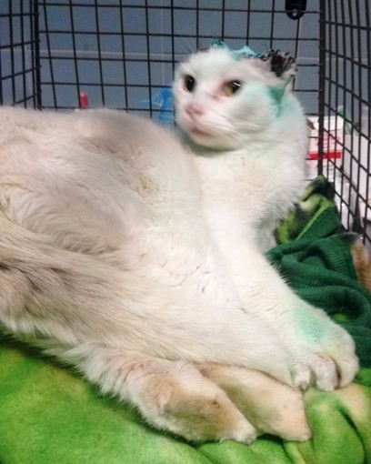 Gattina abbandonata: cercasi adozione del cuore Gattina abbandonata: cercasi adozione del cuore