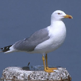 Gabbiano reale salvato dagli studenti del liceo Scientifico