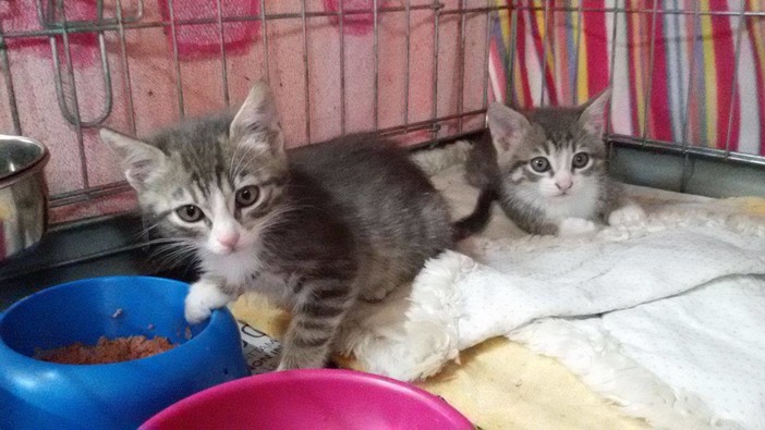 "Viaggio" tra i gattini di Alassio Progetto Animali