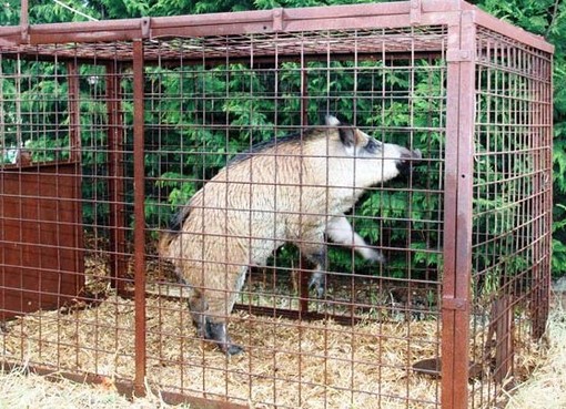 Gabbie per la cattura dei cinghiali, l'OSA contro il sindaco di Quiliano: "Meglio riportarli in campagna e liberarli" Gabbie per la cattura dei cinghiali, l'OSA contro il sindaco di Quiliano: "Meglio riportarli in campagna e liberarli"