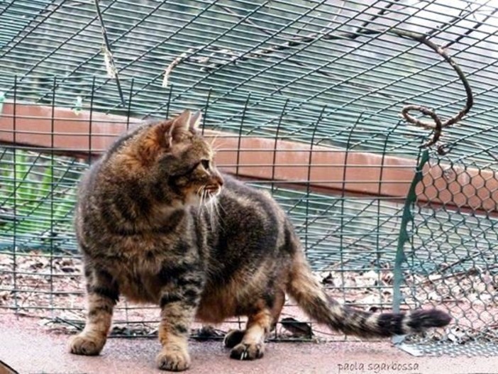 Vita dura per gatti e gattari nolesi Vita dura per gatti e gattari nolesi