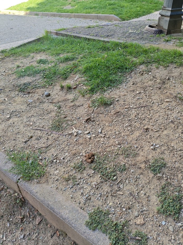 “È davvero riprovevole che non ci siano costanti monitoraggi per migliorare la situazione che versa in queste condizioni da anni” “È davvero riprovevole che non ci siano costanti monitoraggi per migliorare la situazione che versa in queste condizioni da anni”