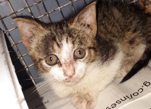 Gattini malati soccorsi a Savona, l'Enpa attacca: "Il comune rifiuta di pagare le fatture del primo intervento urgente"