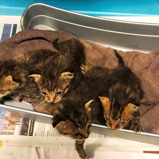 Emergenza gattini abbandonati, l'Enpa lancia un appello per "mamme" in prestito