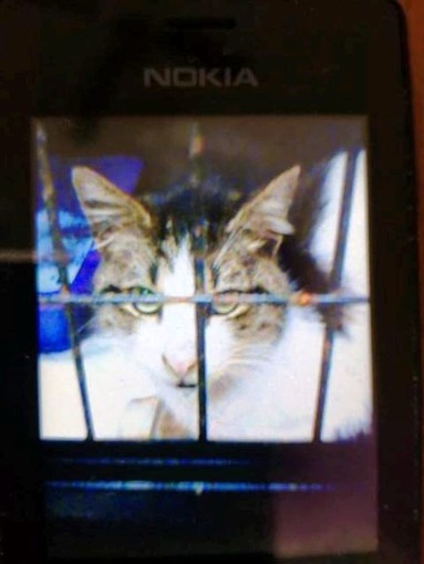 Leo cerca casa: si trova a Savona nella sede Enpa Leo cerca casa: si trova a Savona nella sede Enpa