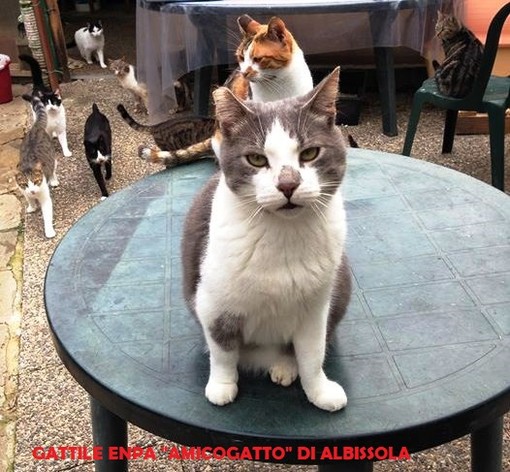Una nuova stufa per i mici del gattile di Albissola: la richiesta dai volontari di Enpa