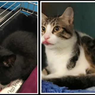 L'appello dell'Enpa: &quot;Due gattini di pochi mesi cercano casa&quot;