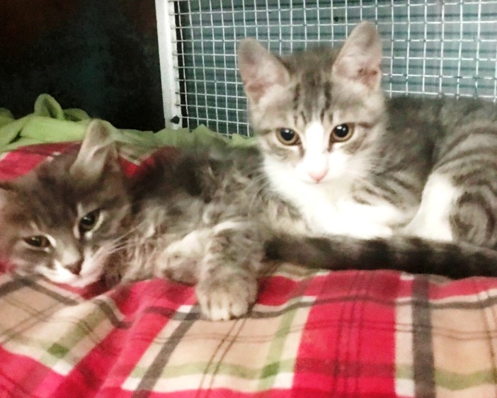 Due gattini abbandonati ad Albissola cercano casa: l'appello di Enpa