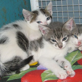 Tre gattini appene nati gettati in una strada di campagna a Stella. E' la seconda volta in pochi giorni
