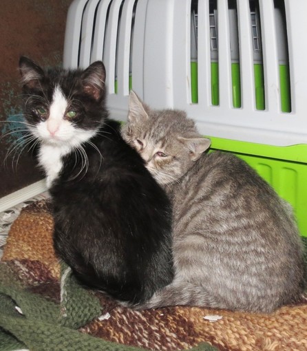 Valleggia, l'appello dell'Enpa: "Colonia felina in difficoltà"