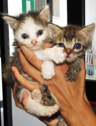 Gattini abbandonati a Millesimo, l'appello Enpa