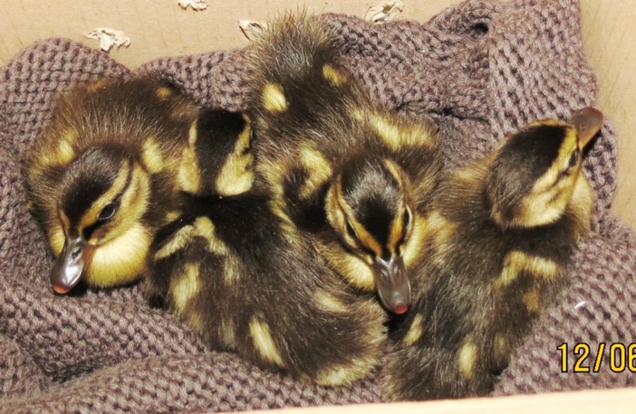 Nidiata di piccoli germani soccorsi dall'Enpa di Savona Nidiata di piccoli germani soccorsi dall'Enpa di Savona