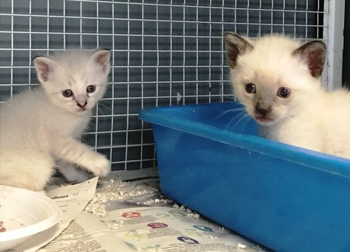 L'appello dell'Enpa: "Due gattini cercano casa"