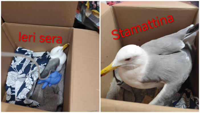 Gabbiano "brillo" soccorso dai volontari dell'Enpa: colpa del pane fermentato