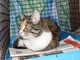 Savona, gatta soccorsa dai volontari dell'Enpa: si cerca il proprietario