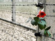 Cairo è "Memoria", le iniziative in programma per commemorare le vittime dell'Olocausto Cairo è "Memoria", le iniziative in programma per commemorare le vittime dell'Olocausto