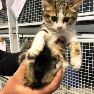 "A Natale non tutti sono buoni", i volontari dell'Enpa salvano 4 gattini abbandonati a Varazze