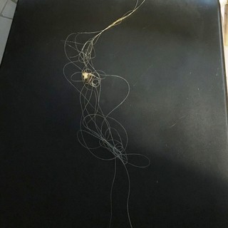 Savona: gabbiano reale "vittima" dei pescatori sportivi. Salvato dai Vigili del Fuoco