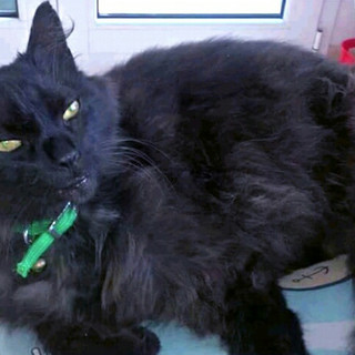 Smarrito a Borghetto il gattone nero "Ciro"