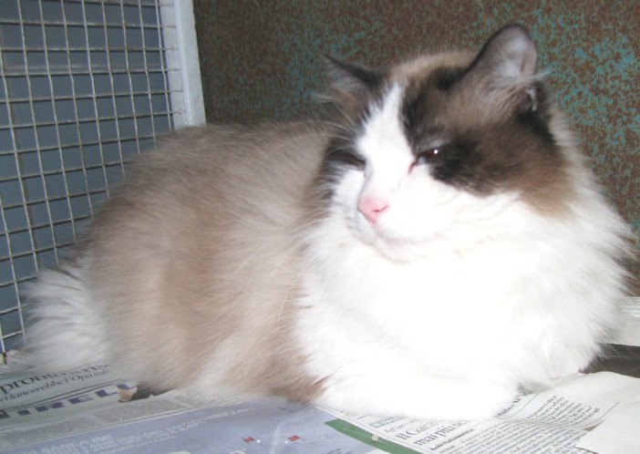 Il gatto ritrovato a Sant'Ermete Il gatto ritrovato a Sant'Ermete