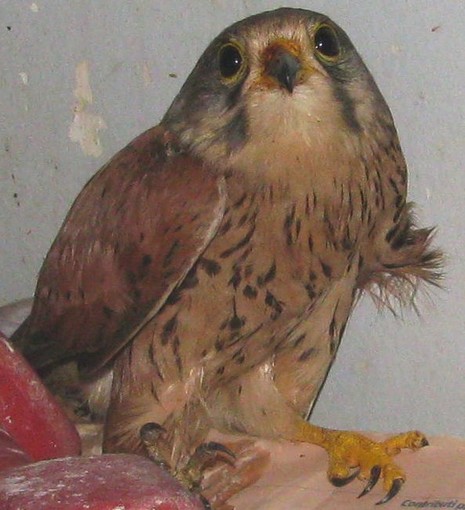 Scontro con un cavo aereo, Gheppio salvato dall'Enpa alle Manie