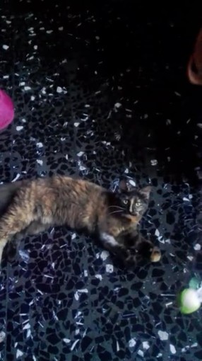 Smarrita gattina a Loano: aiutiamo i proprietari a ritrovarla