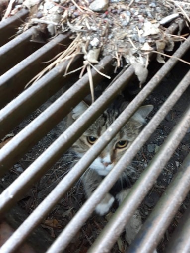 Albisola, gattino intrappolato in un tombino: intervento dei vigili del fuoco (FOTO)