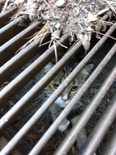 Albisola, gattino intrappolato in un tombino: intervento dei vigili del fuoco (FOTO) Albisola, gattino intrappolato in un tombino: intervento dei vigili del fuoco (FOTO)